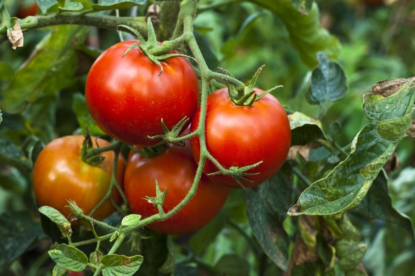 Pomidory zawierają pokaźny pakiet składników mineralnych, między innymi: magnez, potas, mangan, fosfor i miedź /123RF/PICSEL