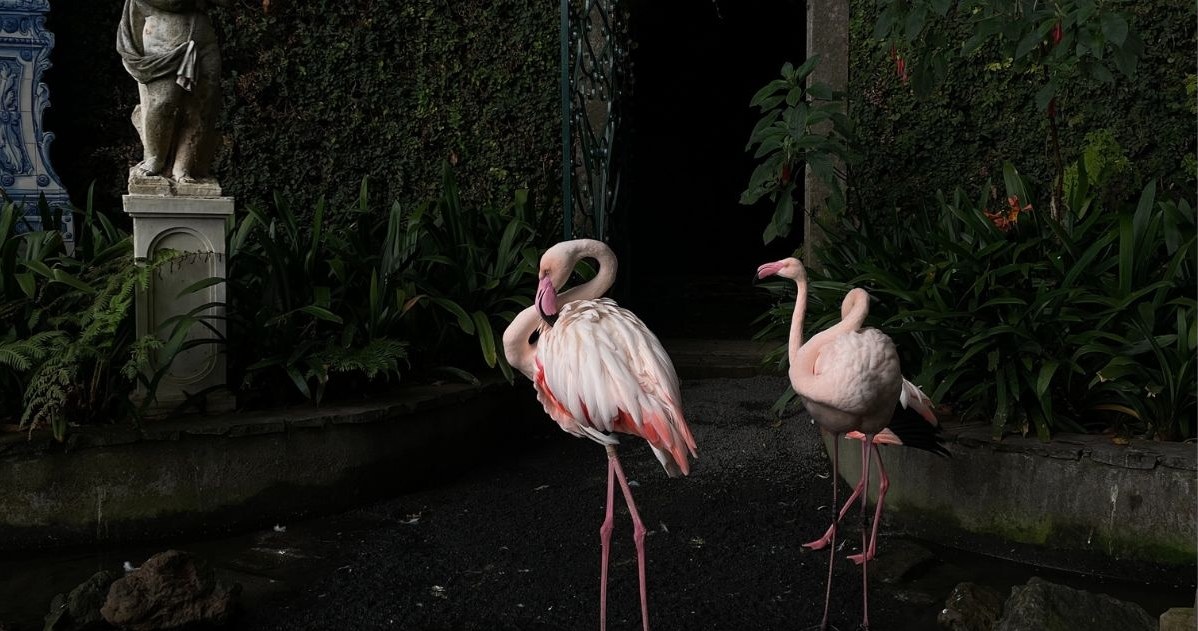 Pomiędzy rzeźbami i roślinami w Monte Palace niespiesznie spacerują nie tylko turyści, ale też flamingi /Agnieszka Maciaszek /archiwum prywatne