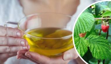 Pomijany składnik służy zdrowiu. Na co pomaga herbata z liści malin? 