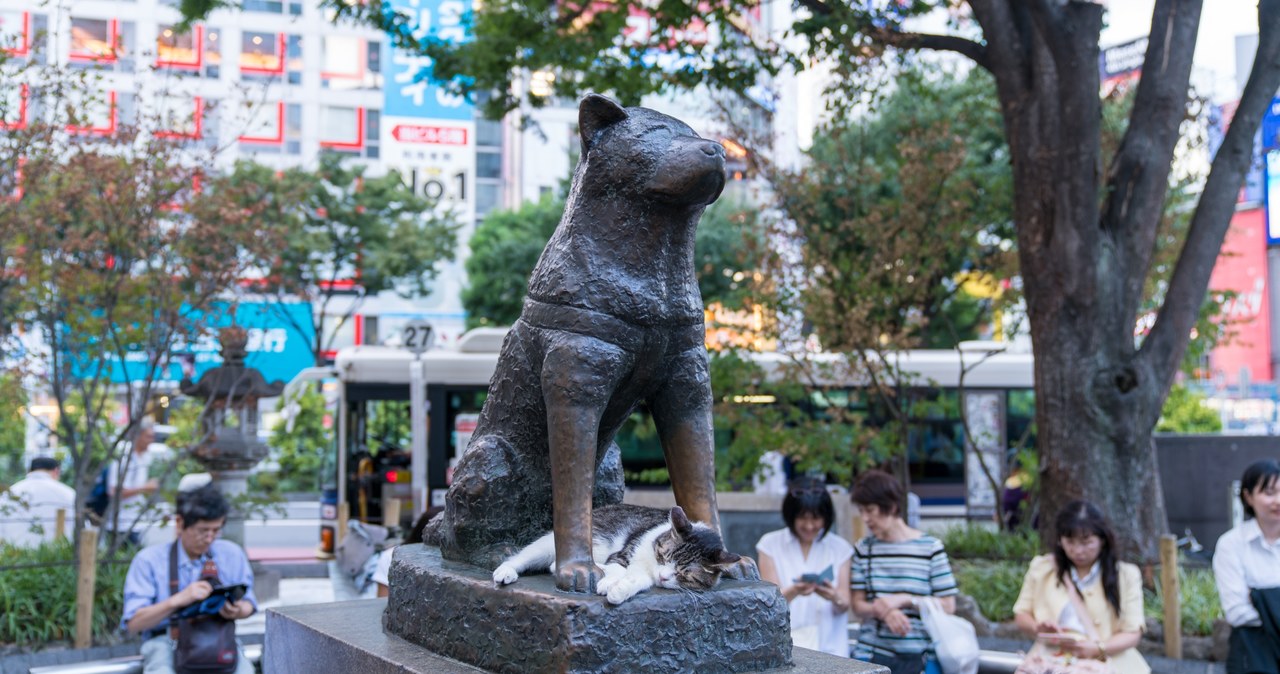 Pomnik Hachiko, Tokio /123RF/PICSEL