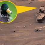 "Pomnik kaczki" na Marsie? Zdjęcie z łazika Curiosity podbija sieć