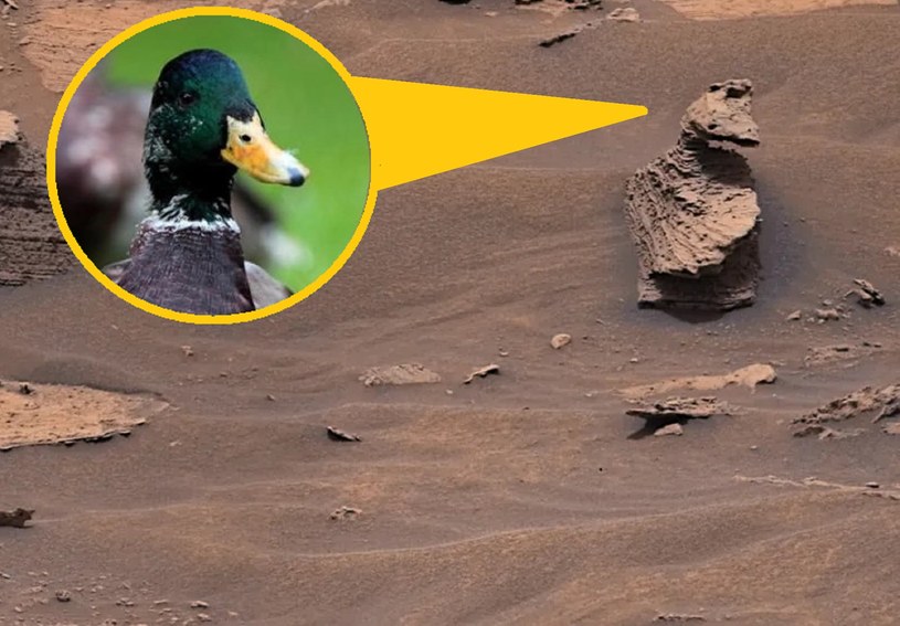 Pomnik kaczora na Marsie. Zdjęcie łazika Curiosity robi furorę w mediach społecznościowych /NASA
