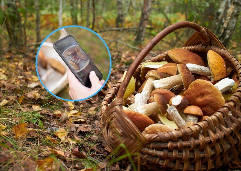 Pomoc aplikacji mobilnych i różnego rodzaju map może okazać się nieoceniona w sezonie grzybobrania //123RF/PICSEL /123RF/PICSEL