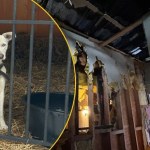 Pomoc dla schroniska "Bubinkowo" po pożarze. Trwa walka o odbudowę i los zwierząt