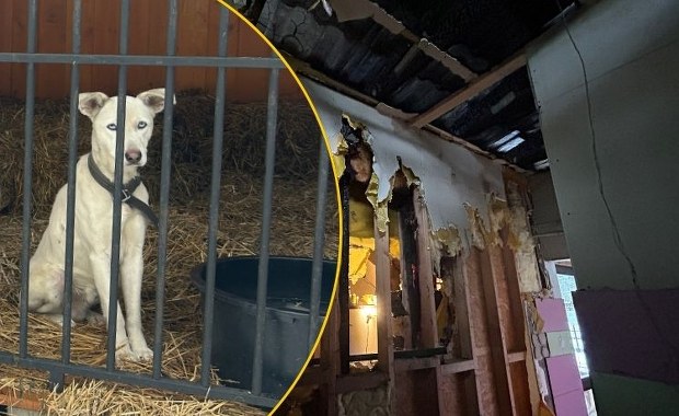 Pomoc dla schroniska "Bubinkowo" po pożarze. Trwa walka o odbudowę i los zwierząt