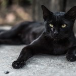 Pomocnicy czarnoksiężników i zwiastuny pecha? Dziś obchodzimy Dzień Czarnego Kota