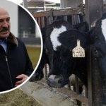 bydło Pomór bydła na Białorusi, zmarło 202 tys. krów. Łukaszenka zaczął oskarżać