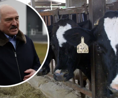 Pomór bydła na Białorusi, zmarło 202 tys. krów. Łukaszenka zaczął oskarżać