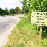 Pomór drobiu na Podlasiu. "Żyjemy w ogromnym stresie" 