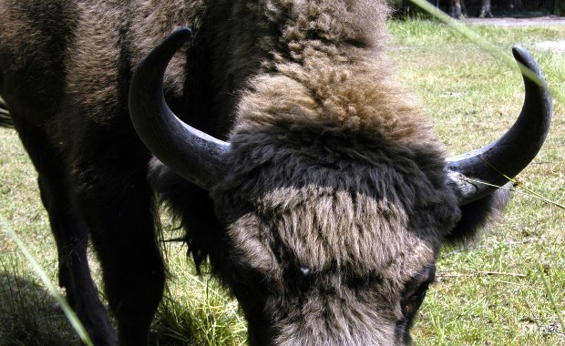 Pomorskie: Dwie osoby zatrzymane ws. zabicia żubra