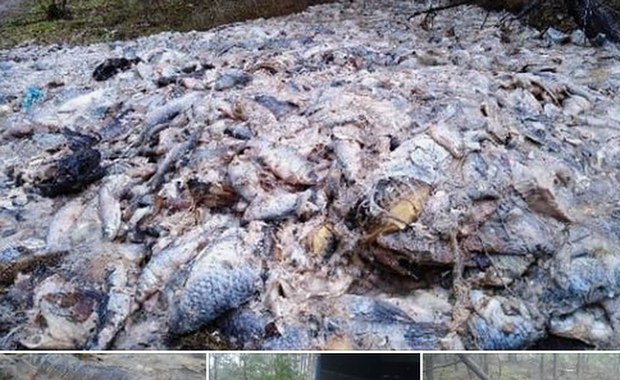 Pomorze: 600 kg martwych ryb. Leśnicy chcą, żeby policja pomogła szukać sprawcy 