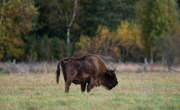 Pomorze: Spacerowicze znaleźli martwego żubra z odciętą głową