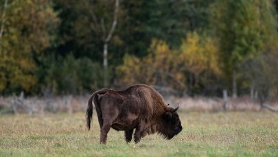 Pomorze: Spacerowicze znaleźli martwego żubra z odciętą głową