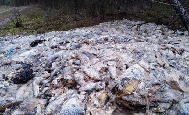 Pomorze: Wyrzucił odpady z ryb do lasu, bo myślał, że zjedzą je zwierzęta 