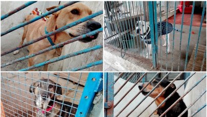 Pomóż im przetrwać zimę! Schronisko w kieleckich Dyminach apeluje o koce i karmę