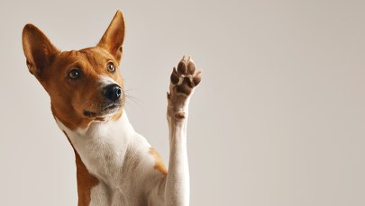 "Pomóż mojemu pieskowi". 28-latka oszukała kilkadziesiąt osób