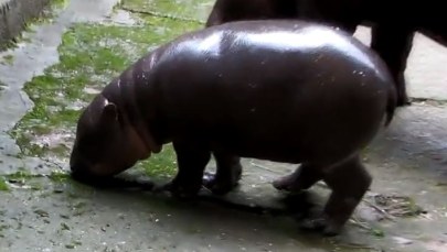 Pomóżcie nam wybrać imię dla hipcia z krakowskiego zoo!