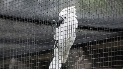 Pomóżcie wybrać nazwę nowego pawilonu w warszawskim zoo 