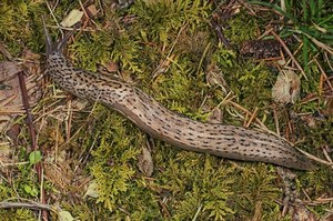 Pomrów wielki pojawił się w Tatrach. Inwazyjny ślimak zagraża uprawom