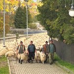 Ponad 1,5 tys. owiec przejdzie przez miasto. Jesienny redyk w Szczawnicy