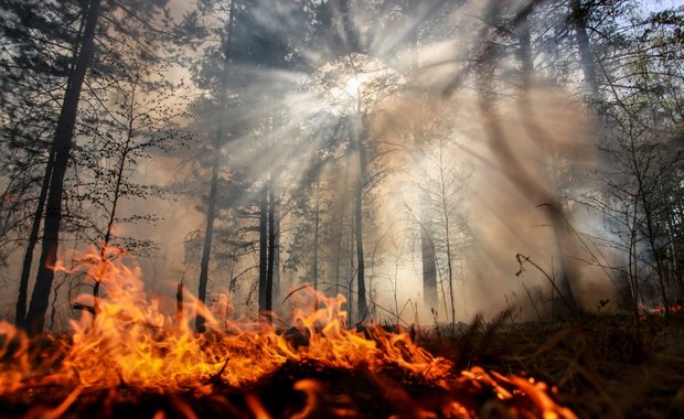 Ponad 1,5 tysiąca pożarów lasów w czerwcu