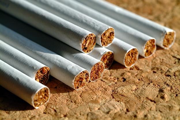 Ponad 1,7 miliona paczek papierosów o wadze ponad 44 ton zniszczyli funkcjonariusze Służby Celnej /&copy; Bauer