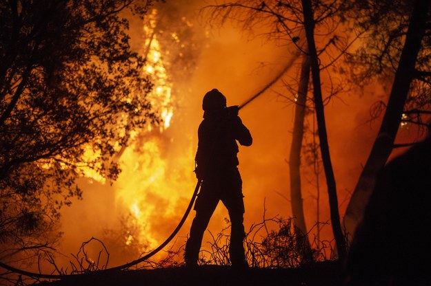 Ponad 1 mln zwierząt zginęło z powodu pożarów w Hiszpanii /BRAIS LORENZO /PAP/EPA