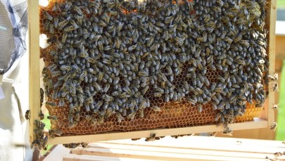 ​Ponad 100 litrów miodu. Pracowite pszczoły z pasieki w Rzeszowie  
