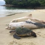 Ponad 100 martwych delfinów na brazylijskich plażach