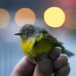 Chicago Ponad 1000 ptaków padło nagle w jednym mieście. Co się dzieje?