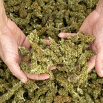 Ponad 11 kg suszu marihuany nie trafiło na czarny rynek