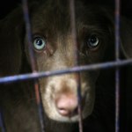 Ponad 13 tys. psów miesięcznie jest tu zabijanych. Przez zapotrzebowanie na ich mięso