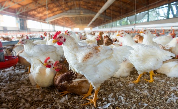 Ponad 17 tys. kur do utylizacji. Groźna choroba na Pomorzu