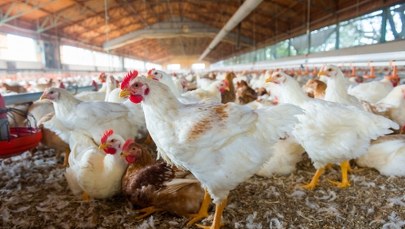 Ponad 17 tys. kur do utylizacji. Groźna choroba na Pomorzu