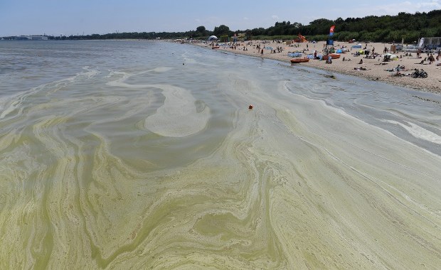 Ponad 20 kąpielisk zamkniętych przez sinice. Nie tylko na wybrzeżu