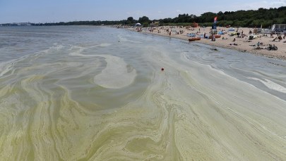 Ponad 20 kąpielisk zamkniętych przez sinice. Nie tylko na wybrzeżu