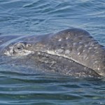 Ponad 20 martwych wielorybów na plaży w krótkim czasie. Co się dzieje?