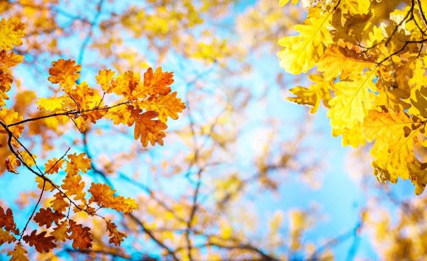 Ponad 20 stopni na termometrach. Wróciło babie lato