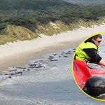 Ponad 200 delfinów wyrzuconych na brzeg. Dramatyczny widok u wybrzeży Australii