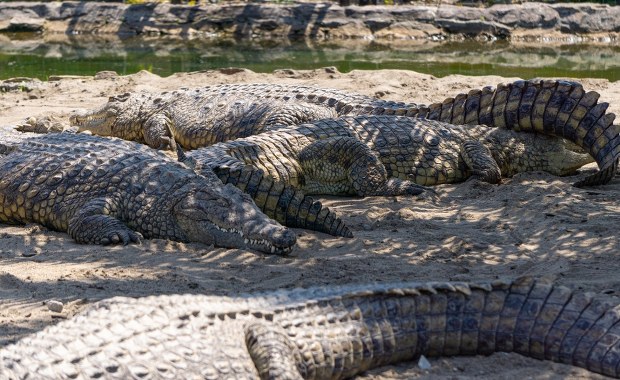 Ponad 200 krokodyli uśpionych na opuszczonej fermie 