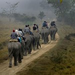 Ponad 22 tysiące słoni padło w tym roku ofiarą kłusowników 