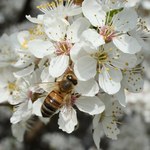 Ponad 30 punktów dla dzikich pszczół w projekcie przywracania bartnictwa