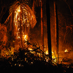 Ponad 30 tysięcy pożarów w miesiąc. Amazonia płonie na naszych oczach
