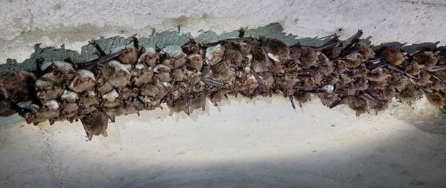 Ponad 4,3 tys. nietoperzy zimuje w podziemnym kanale burzowym /RDOŚ Olsztyn /