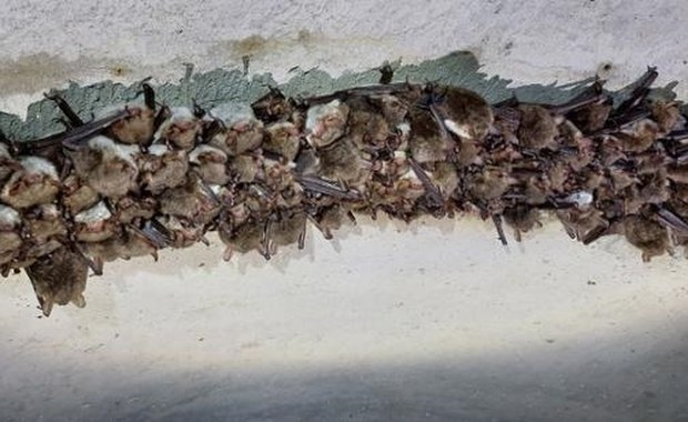 Ponad 4,3 tys. nietoperzy zimuje w podziemnym kanale burzowym