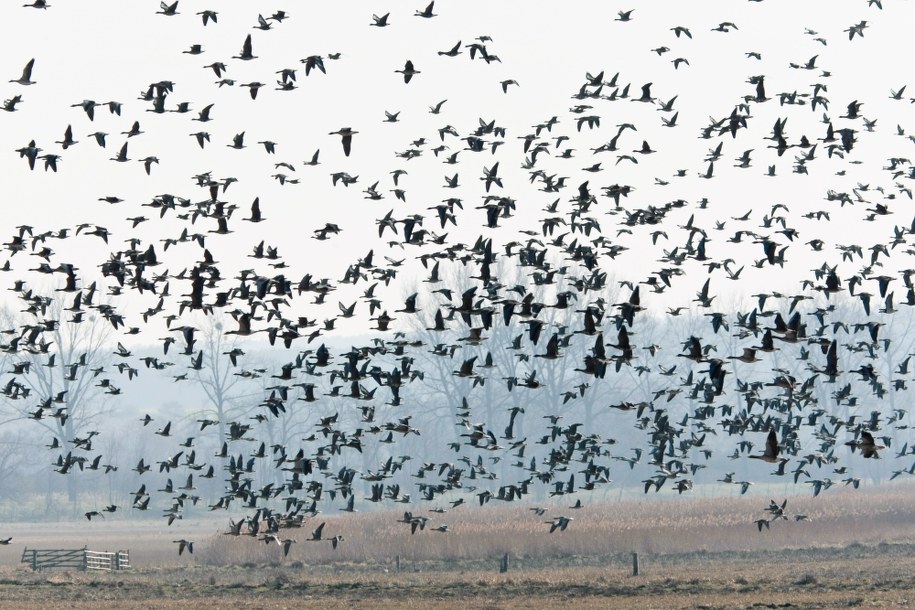 Ponad 40 tysięcy gęsi gęgawych i gęsi białoczelnych przyleciało do Parku Narodowego "Ujście Warty" w Słońsku /Lech Muszyński /PAP
