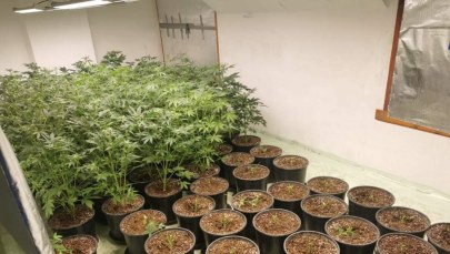 ​Ponad 400 krzewów konopi indyjskich. Policjanci zlikwidowali plantację