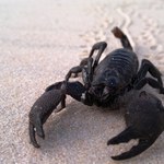Ponad 400 mln lat temu w Chinach żył skorpion wielkości psa