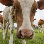 Ponad 46 mln euro kary dla Polski za nadprodukcję mleka