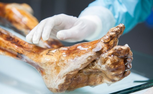 Ponad 5000 lat mikrobiomu Ötziego. Niezwykłe odkrycie naukowców